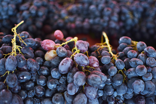 Vineyard with Lush, Ripe Wine Grapes on the Vine Ready for Harvest.