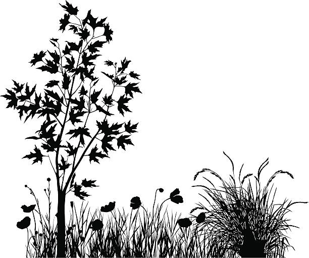illustrations, cliparts, dessins animés et icônes de érable et coquelicots - fleur de pavot plante