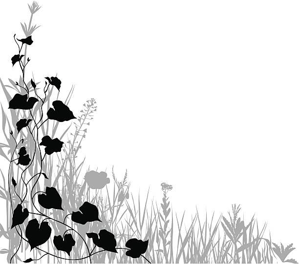 Graphic plants Summer meadow with variable plants. grass vector meadow spring stock illustrations