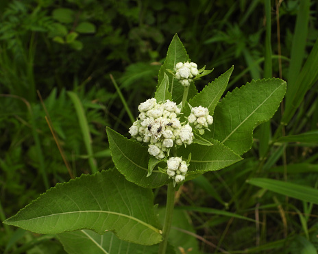 Parthenium integrifolium (Wild Quinine) Native North American Prairie Wildflower