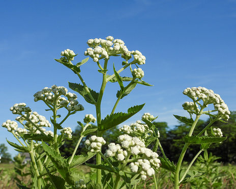 Parthenium integrifolium (Wild Quinine) Native North American Prairie Wildflower