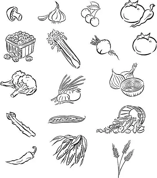 Vector illustration of Garden Vegetables, corn, onion, tomato, radish