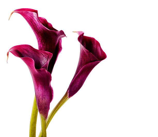 A close up photograph of some purple Calla lilies stock photo