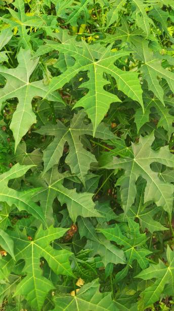 istock Japanese papaya leaf background 1655549294