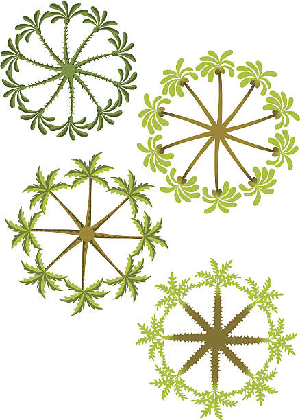 Tropical decoration Circular decorations made up from imaginary tropical trees, palms and tree ferns. tree fern stock illustrations