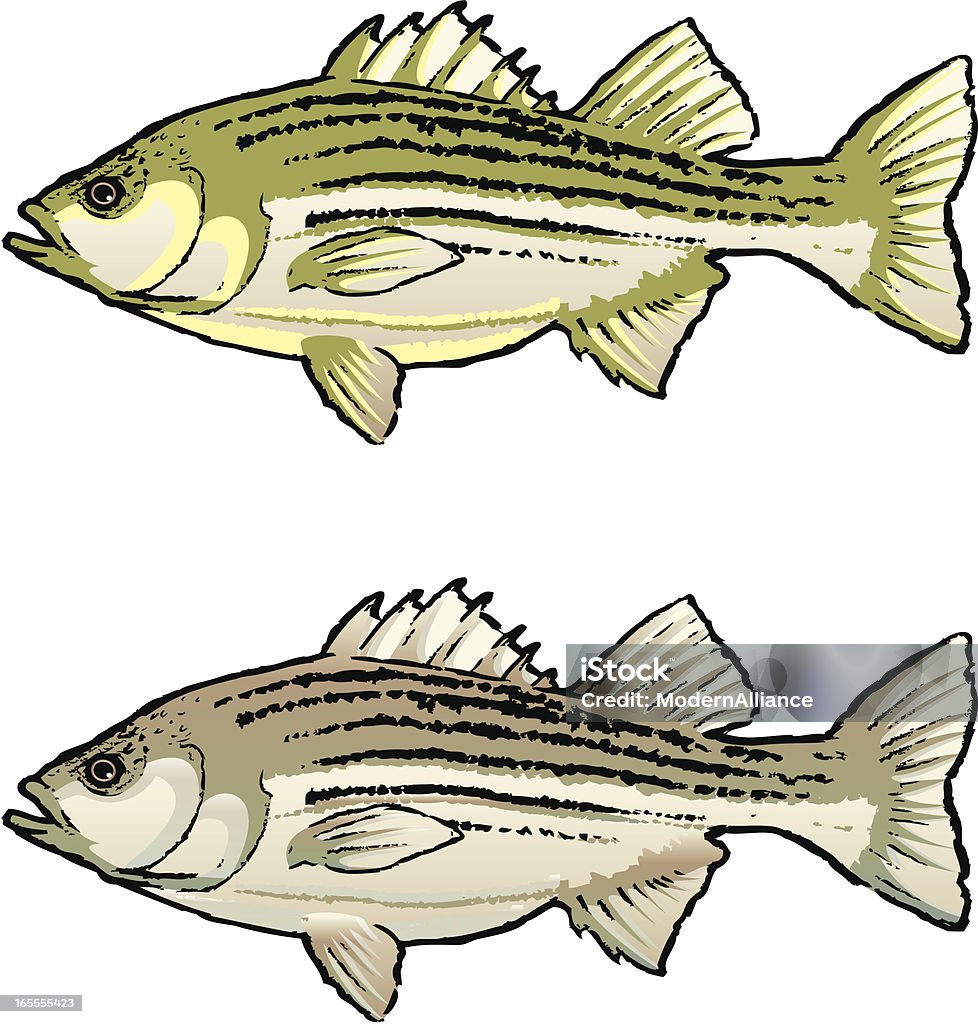 Persico spigola pesce - arte vettoriale royalty-free di Persico spigola