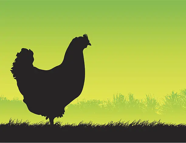 Vector illustration of Free range chicken silhouette