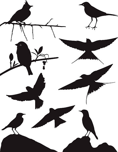 Vector silhouette of different kinds of birds Other Similar images galerida cristata stock illustrations