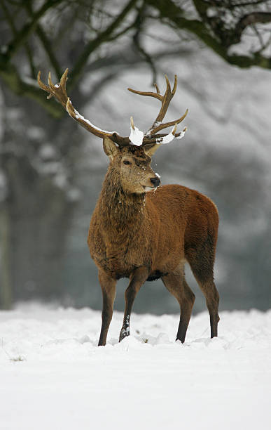 istock Red Deer Stag (Cervus elaphus) in snow 165556219