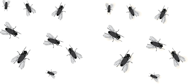 Flies with and without drop shadows. On layers for easy editing.
