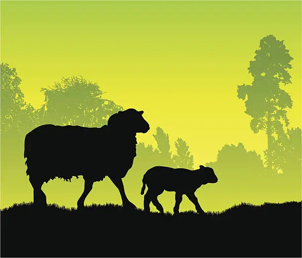 Vector illustration of Silhouettes of a sheep and lamb walking through a field
