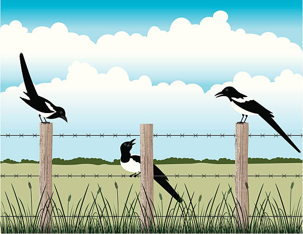 맥파이스와 굴절률은 울타리 - barbed wire rural scene wooden post fence stock illustrations