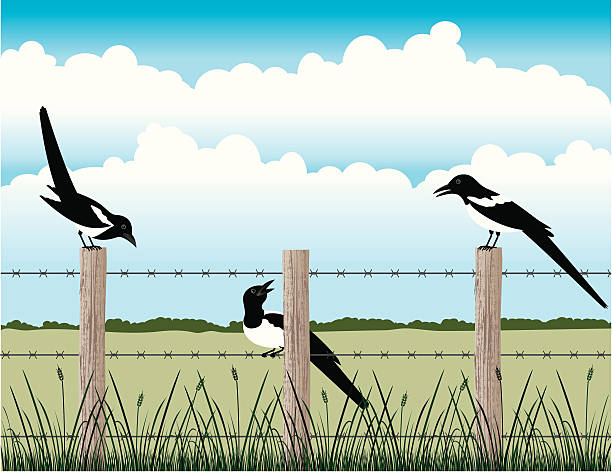 ilustrações de stock, clip art, desenhos animados e ícones de magpies na vedação - barbed wire rural scene wooden post fence