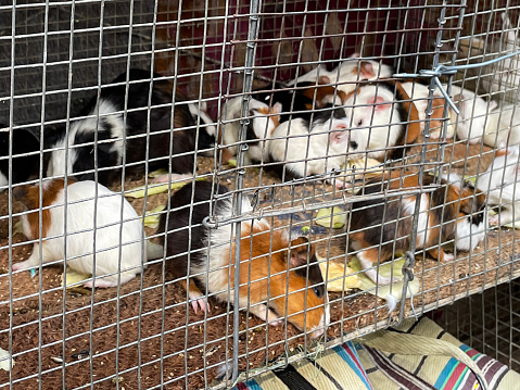 Stock photo of showing close-up view of metal cage of animals for sale at an outdoor market, pet store.