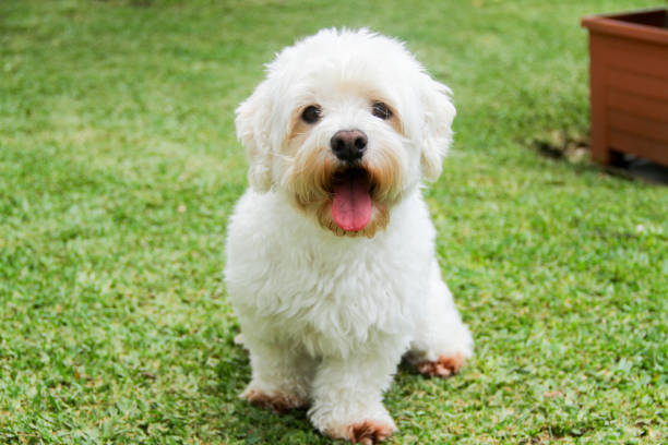 istock Happy dog portrait 1655572976