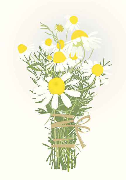 ilustraciones, imágenes clip art, dibujos animados e iconos de stock de elementos un ramo de manzanilla -design - chamomile plant chamomile bouquet wildflower