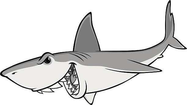 Shark vector art illustration