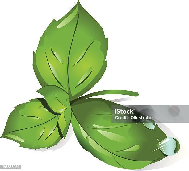 바질 잎 바질에 대한 스톡 벡터 아트 및 기타 이미지 - 바질, 흰색 배경, 건강한 생활방식