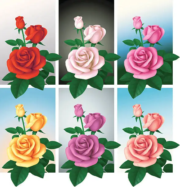 Vector illustration of Roses of six colors