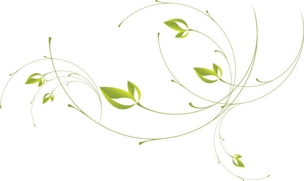 stockillustraties, clipart, cartoons en iconen met leaf scrolls - klimplant