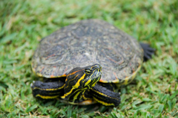 turtle en el césped  - turtle grass fotografías e imágenes de stock