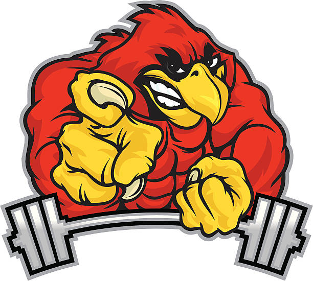 Muscle Cardinal A muscle bound cardinal, head, hands, body and barbell are created separately. cardinal mascot stock illustrations