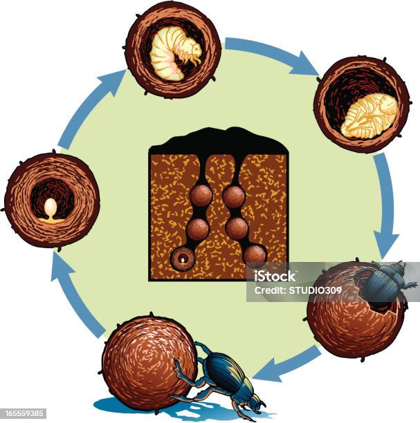 Life Cycle Of The Dung Beetle Stok Vektör Sanatı & Bok Böceği‘nin Daha ... Biology Diagrams