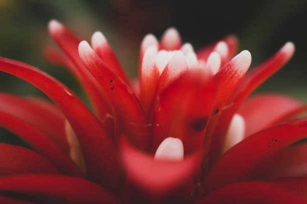 istock Red Guzmania flower, close up. family bromeliad 1655656762