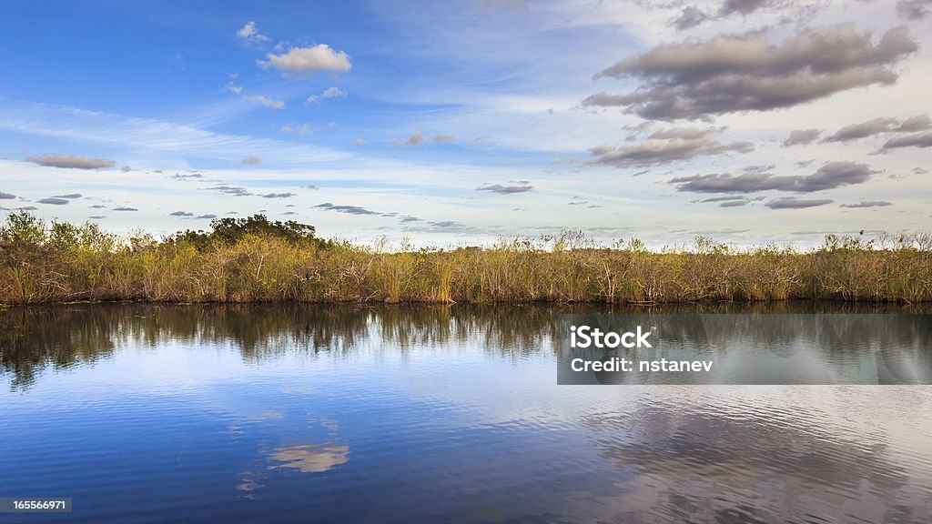 Incredibile Panorama delle Everglades - Foto stock royalty-free di Acqua