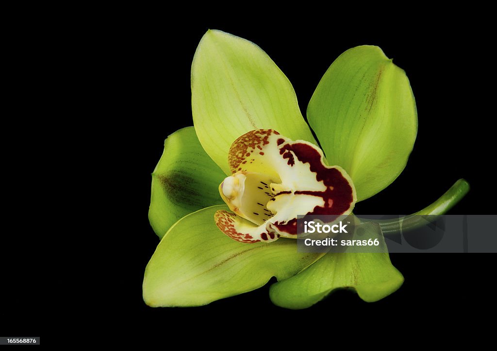 Flor de Orquídea - Royalty-free Amarelo Foto de stock