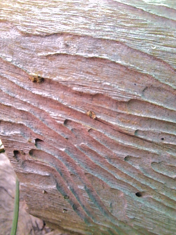 Nature illustrations in abstract from around the Land Down Under or trees bark removed disclosing termite damage