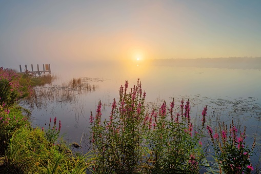 Marl Lake Purple loosestrife Steamy Sunrise. Located in Michigan. Sunrise on a cool morning with steam coming off the lake.