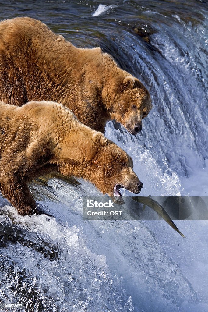 Niedźwiedź Grizly na Alasce - Zbiór zdjęć royalty-free (Niedźwiedź)