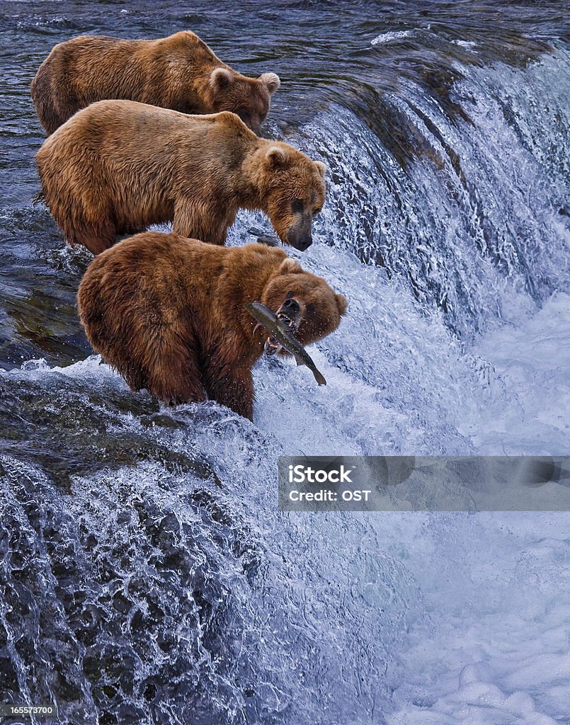 Orso Grizly in Alaska - Foto stock royalty-free di Orso