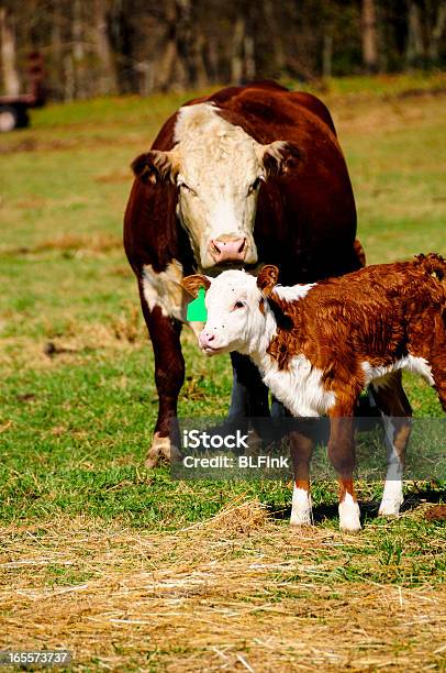 Mother 牛と牧草地にふくらはぎ - ウシのストックフォトや画像を多数ご用意 - ウシ, クローズアップ, ポートレート