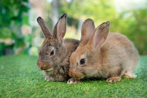 istock Little cute rabbit sitting on the grass. Bunny on green background. 1655738635