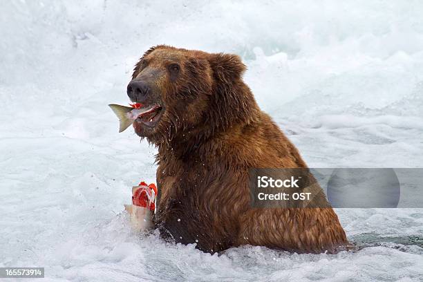 Grizly ベアでアラスカ - クマのストックフォトや画像を多数ご用意 - クマ, カトマイ国立公園, アメリカ合衆国