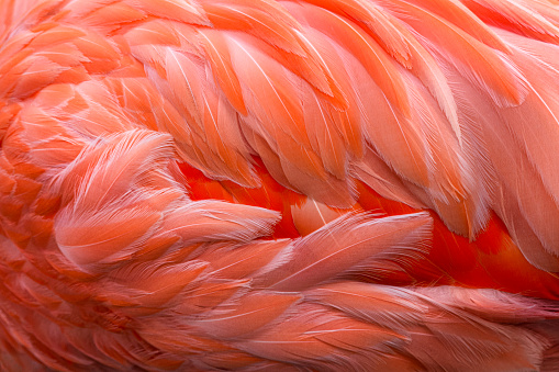 Close-up of American flamingo feather on its body and wings