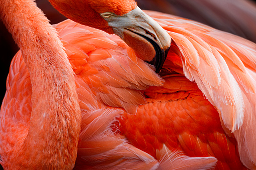 Close-up of preening American flamingo at dusk.