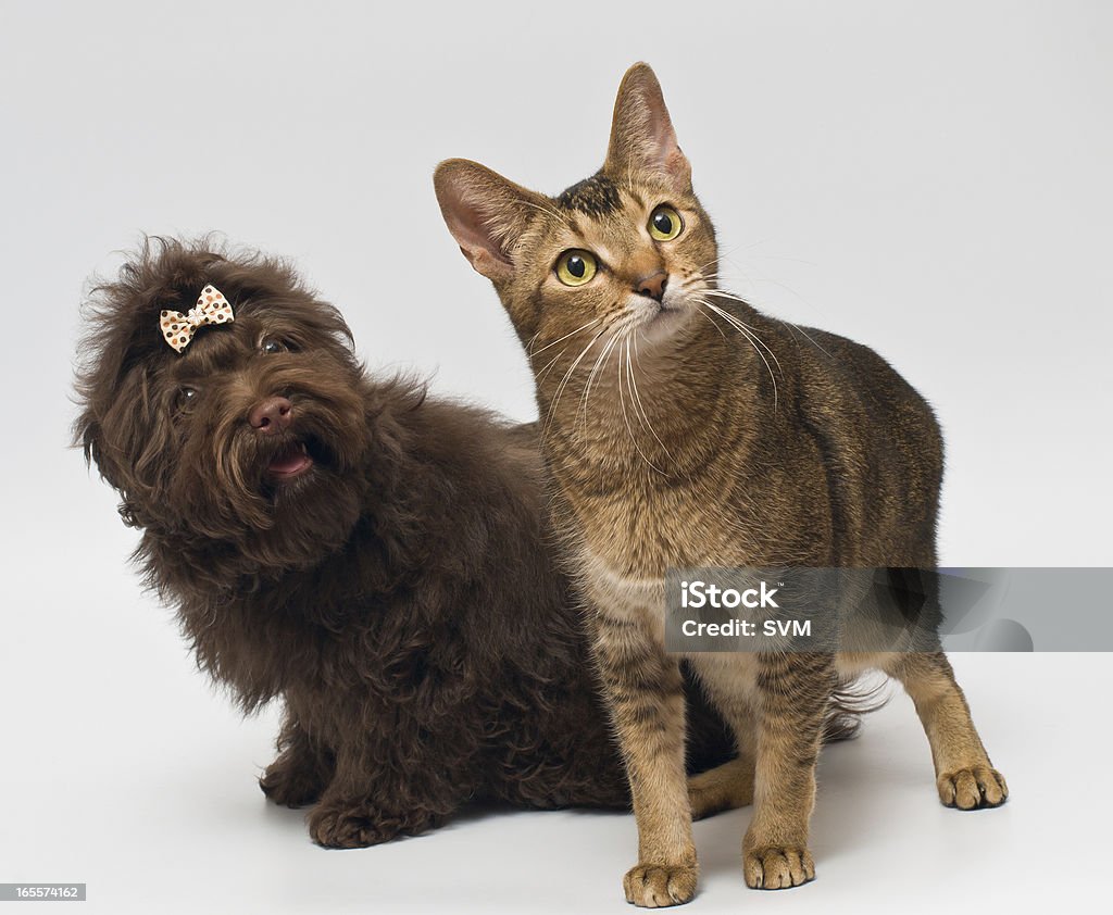 Katze und Welpen von gewissenlosen in studio - Lizenzfrei Beige Stock-Foto