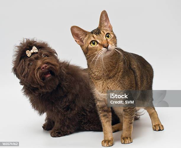 Gatto E Fritta Del Lapdog In Studio - Fotografie stock e altre immagini di Animale - Animale, Animale da compagnia, Beige