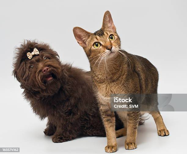 Gatos E Cães Da Cunha Complacente Em Estúdio - Fotografias de stock e mais imagens de Animal - Animal, Animal de Estimação, Bege