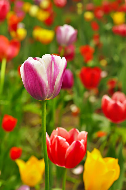 istock Pink and yellow beautiful tulips 165574456
