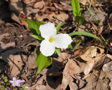 Trillium grandiflorum (Large-flowered Trillium) Native North American Springtime Woodland Wildflower