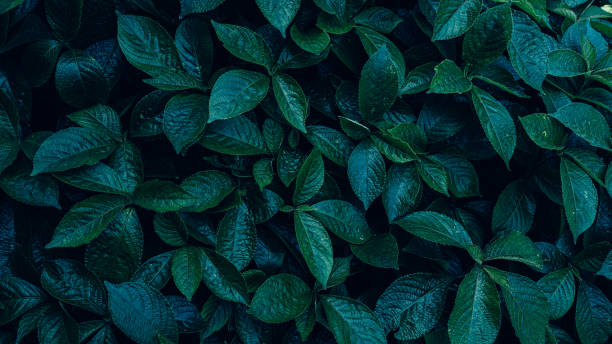 istock closeup nature view of green leaf background. 1655762285