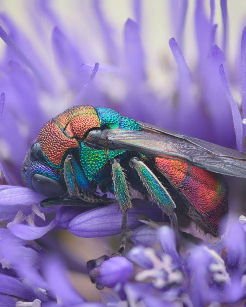 istock Profile view of a colourful Cuckoo Wasp, Ruby-tailed wasp or Gold wasp sleeping in a purple flower at the beach (Hedychrum sp.) 1655768117