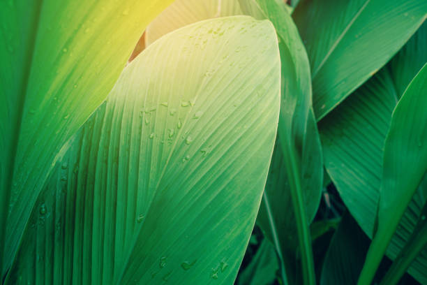tropical leaves, abstract green leaves texture, nature background