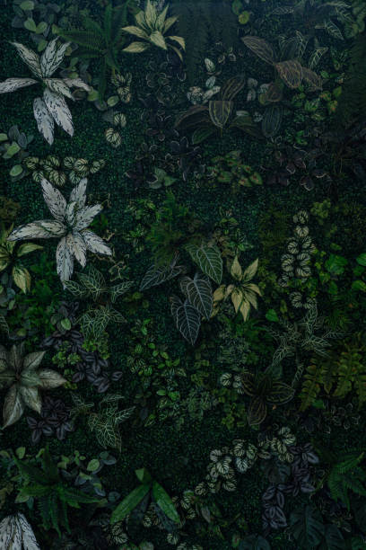 istock Nature Lush Foliage leaves background. 1655773870