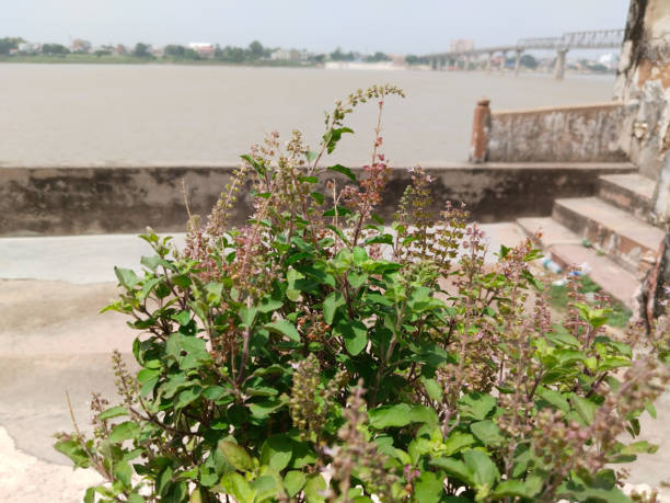 istock A Basil Plant In stone pot near ganga river. 1655776579