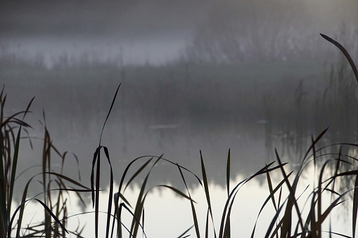 Close up of a reed during foggy day
